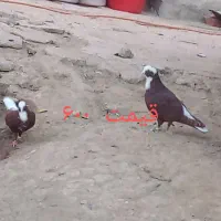 کبوتر|پرنده|مراغه, |دیوار