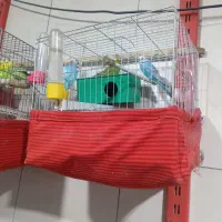 عروس و مرغ عشق|پرنده|صباشهر, |دیوار