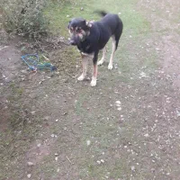 واگذار رایگان سگ نگهبان