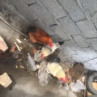 خروس|حیوانات مزرعه|فردوسیه, |دیوار