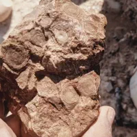 سنگ فسیل و شهاب سنگ مریخی