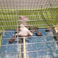 فنج کینگ وزبرا سلامت|پرنده|تهران, مینای جنوبی|دیوار