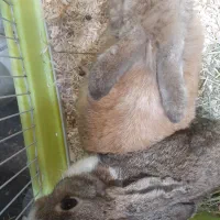 خرگوش|موش و خرگوش|رشت, منظریه|دیوار