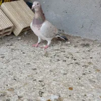 کبوتر|پرنده|شال, |دیوار