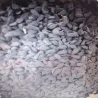 بذر پیاز طارم زنجان