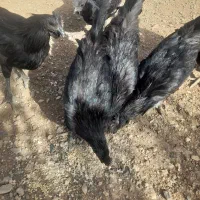 خروس ایام سمانی