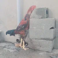 خروس لاری افغان|حیوانات مزرعه|تاتار علیا, |دیوار