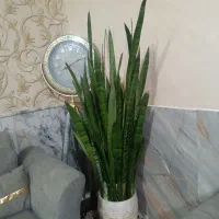 گلدان|گل و گیاه طبیعی|مشهد, موعود|دیوار