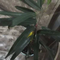 گل پدیلانتوس