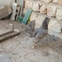 سه عدد مرغ طوسی گلین چهلتاج ریش کاکل|حیوانات مزرعه|تهران, جوادیه|دیوار