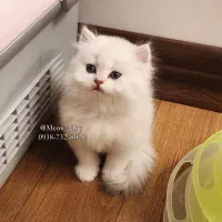 فروشگاه گربه های اشرافی ( پرشین بریتیش اسکاتیش )|گربه|ماکو, |دیوار