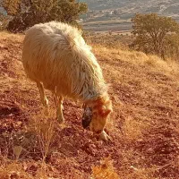 میش بره بز کهره (آریسان۲)|حیوانات مزرعه|شیراز, قلات|دیوار