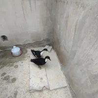 اردک محلی نروماده