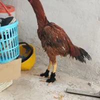 لاری|حیوانات مزرعه|نسیم‌شهر, |دیوار