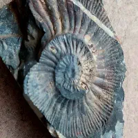 سنگواره فسیل صدف بزرگ چندمیلیون ساله