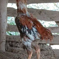 قیمت ۳۰۰۰۰۰۰