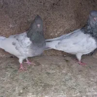 کله الماسی سینه زرد نر و ماده|پرنده|مشهد, رضاییه|دیوار