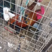 مرغو خروس|حیوانات مزرعه|بهارستان, |دیوار