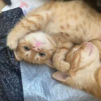 گربه|گربه|رشت, نامجو|دیوار