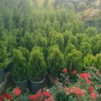 خدمات باغبانی باغچه کاری کاشت گل وگیاه تعویض گلدون|خدمات باغبانی و درختکاری|تهران, تهرانپارس غربی|دیوار