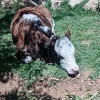 گوساله ماده سمیتال مونت بیلیارد