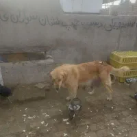 سگ پژدر عراقی اصیل