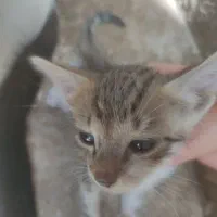 فروش ۴عدد بچه گربه