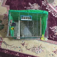 سهره سقا|پرنده|کرمان, |دیوار