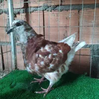 کبوتر کینگ .میکس مونداین