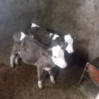 گوساله سمینتال نر ماده