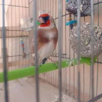 سهره نر|پرنده|خمینی‌شهر, |دیوار