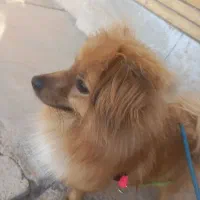 فروش پامرین یکساله
