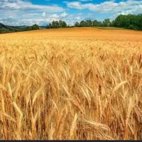 فروش-قطعه-1000تا-2000متری-زیرقیمت-منطقه-فوری