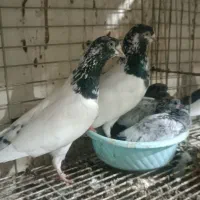 تیدی جانسیره