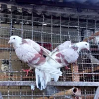 کفتر ارزنده جفتی و تک