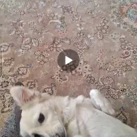 سگ اشپیز گمشده