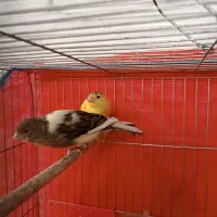 ماده قناری|پرنده|یزد, |دیوار