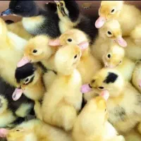 پخش ماکیان اردک جوجه رنگی    محلی گوشتی|حیوانات مزرعه|زاهدان, |دیوار