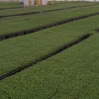 فروش انواع نشا گوجه فرنگی،فلفل و ...