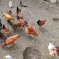 فروش مرغ و خروس درشت سالم و ارگانیک|حیوانات مزرعه|لنگرود, |دیوار