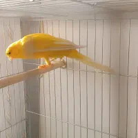 قناری|پرنده|اصفهان, دوطفلان|دیوار