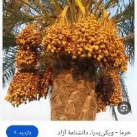 خرما ضایعاتی