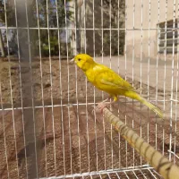 قناری نر قرص زرد رسمی بلند|پرنده|اسلامشهر, شهرک سعیدیه|دیوار