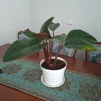 گل های زیبا|گل و گیاه طبیعی|اندیشه, اندیشه فاز ۳|دیوار