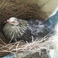 مرغ امپراتور کرچ