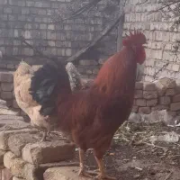 خوروس