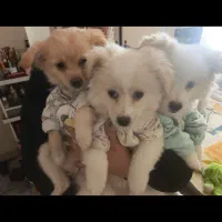 پامر خرسی|سگ|فولادشهر, C5|دیوار