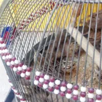 پرنده قناری|پرنده|بندرعباس, |دیوار