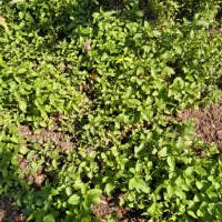 خلیواش ونانا ترو تازه باغی خوش عطرو خوش بو|گل و گیاه طبیعی|لشت نشا, |دیوار