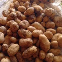 سیب زمینی خوراک